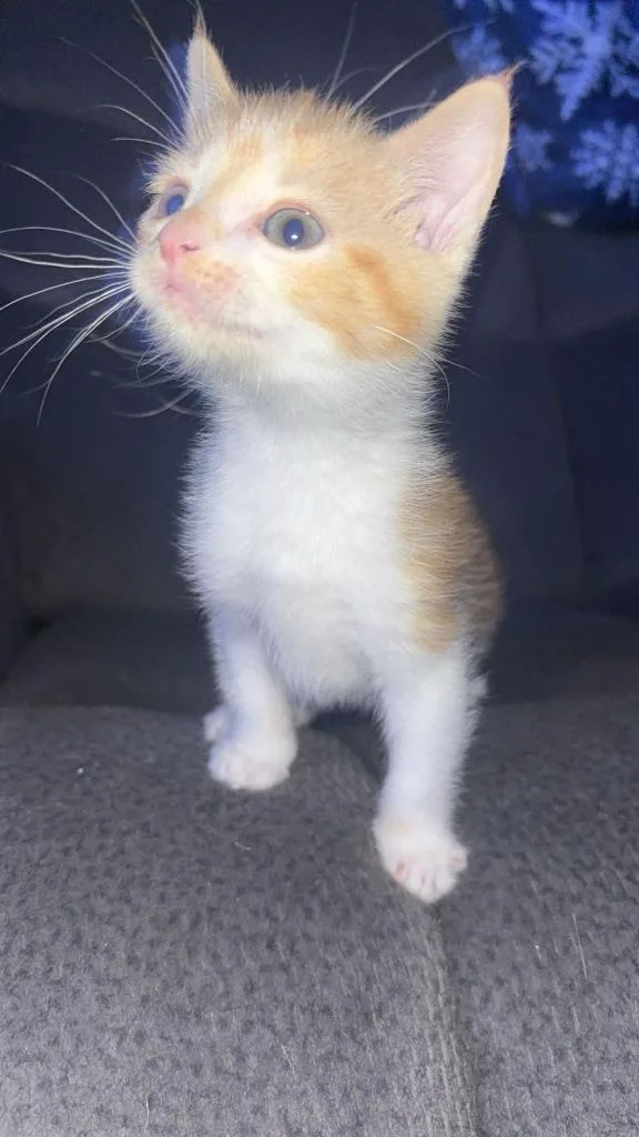 A baby medium-sized male Domestic Short Hair cat named Peanut for adoption in Johnson City, TN