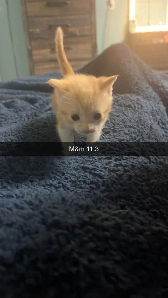 Peanut thumbnail 2