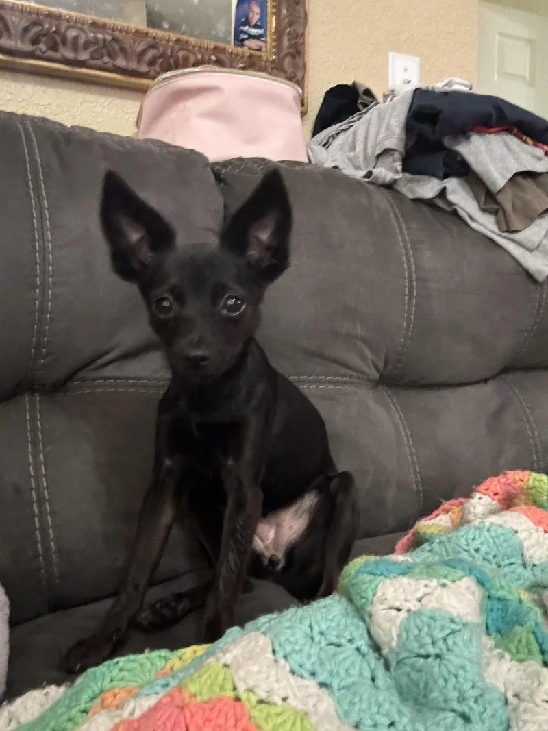 A young small-sized female Black Chihuahua dog named Baby T for adoption in Oakdale, CA