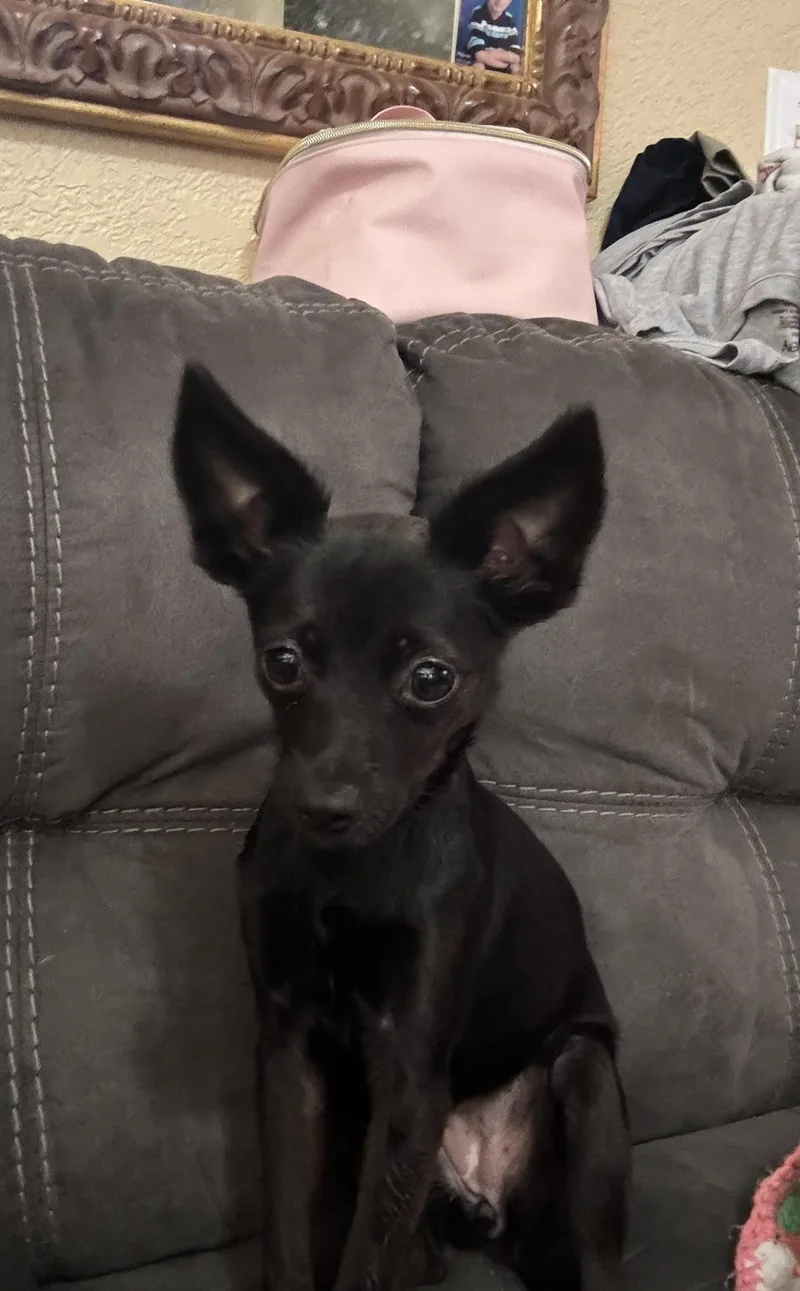 Baby T thumbnail 2