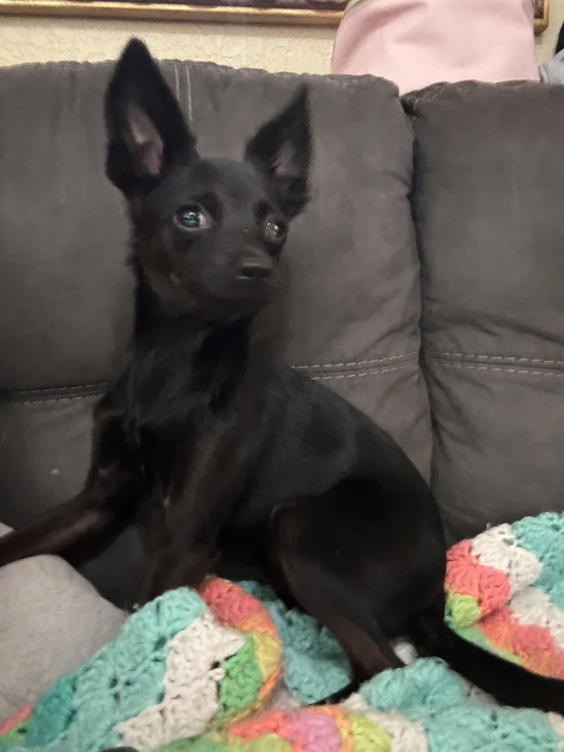 Baby T thumbnail 3