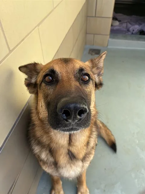 An adult large-sized female German Shepherd Dog dog named Jennie for adoption in Riverside, CA