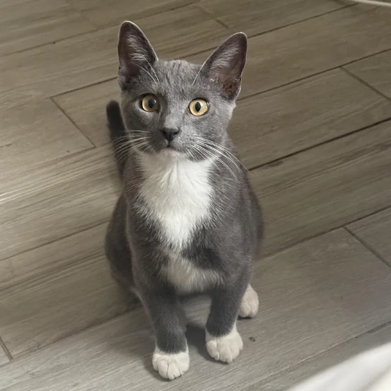 A baby small-sized male Gray / Blue / Silver Domestic Short Hair cat named Lenny for adoption in Los Angeles, CA