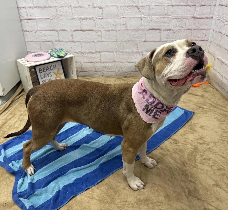 A young large-sized female Mixed Breed dog named Finsen for adoption in Detroit, MI