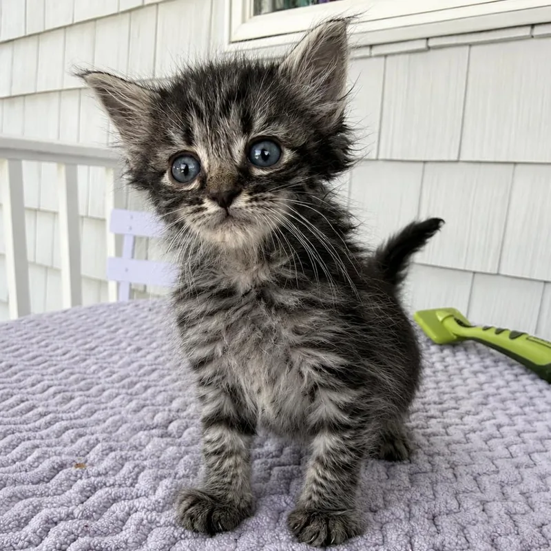 A baby small-sized male Tortoiseshell Domestic Medium Hair cat named Crostini In Stevensville for adoption in Alexandria, VA