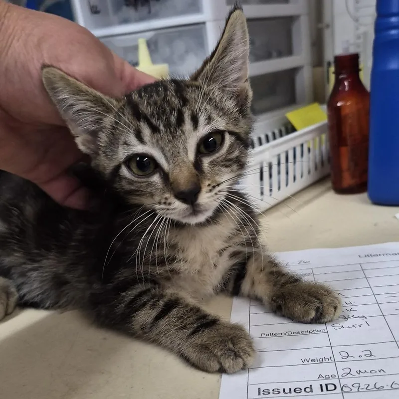 A baby small-sized male Black Domestic Short Hair cat named Moss for adoption in Ardmore, OK