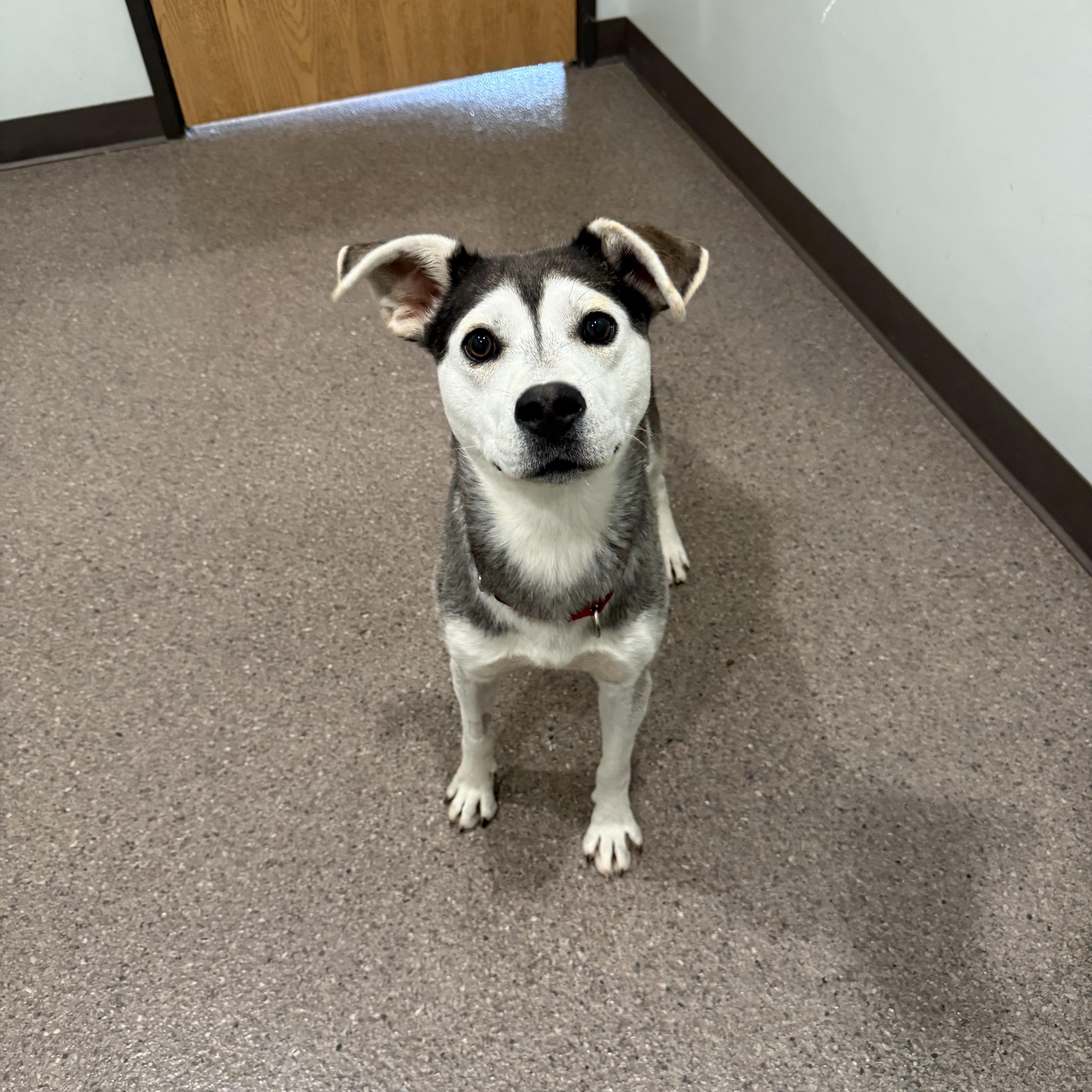 A young medium-sized male Husky dog named Meko for adoption in Sault Sainte Marie, MI