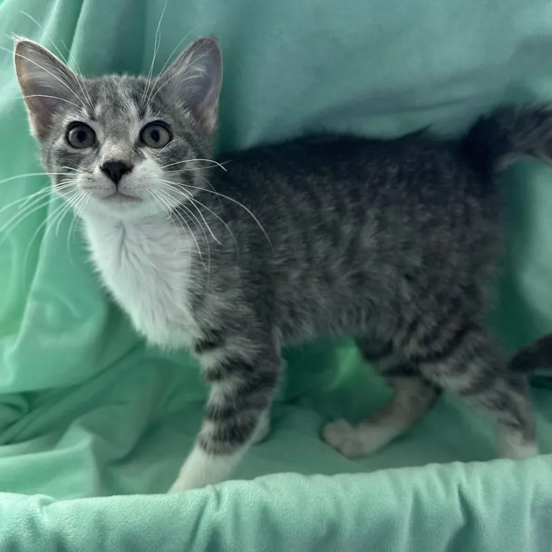 A baby small-sized male Gray / Blue / Silver Domestic Short Hair cat named Ringo for adoption in Matteson, IL
