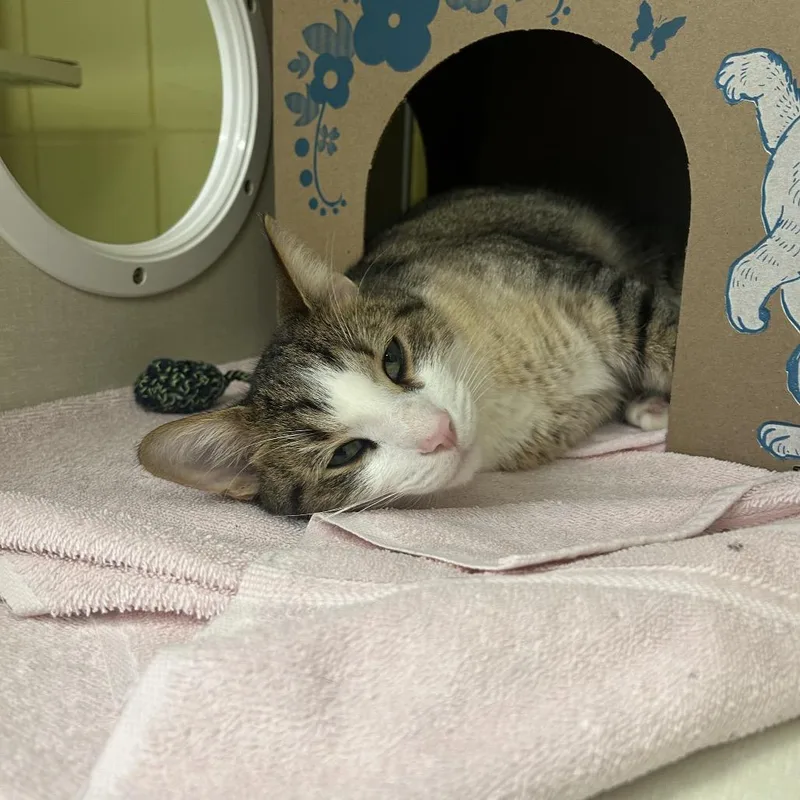 An adult medium-sized male Calico Domestic Short Hair cat named Burrito for adoption in West Olive, MI