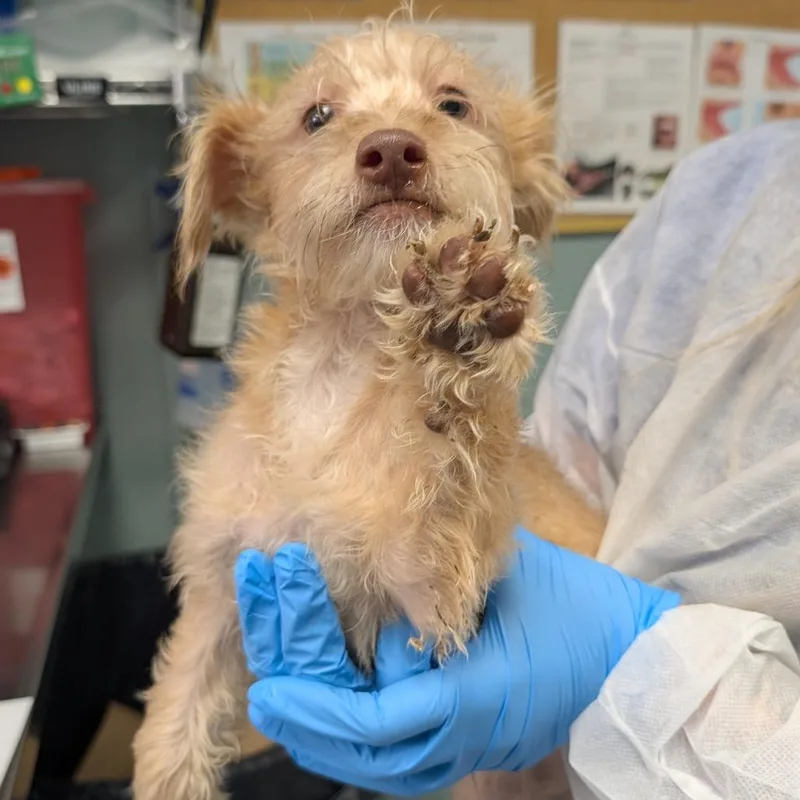 A baby small-sized male Yellow / Tan / Blond / Fawn Chihuahua dog named Chunk Chunk for adoption in Greenville, SC