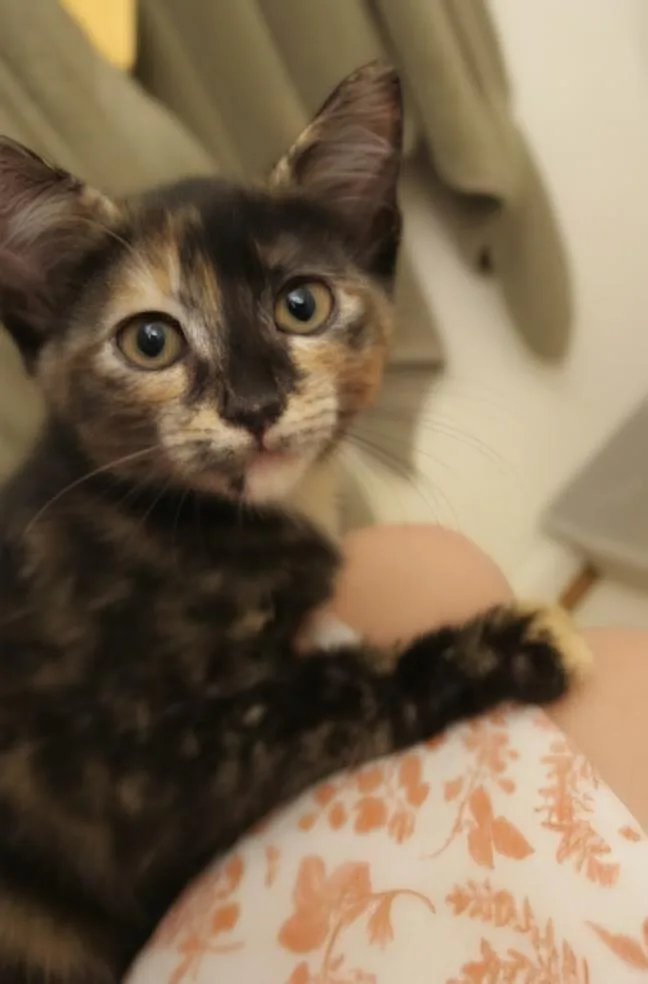 A young medium-sized female Tortoiseshell Domestic Short Hair cat named Amber for adoption in Huddleston, VA