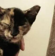 Amber thumbnail 2