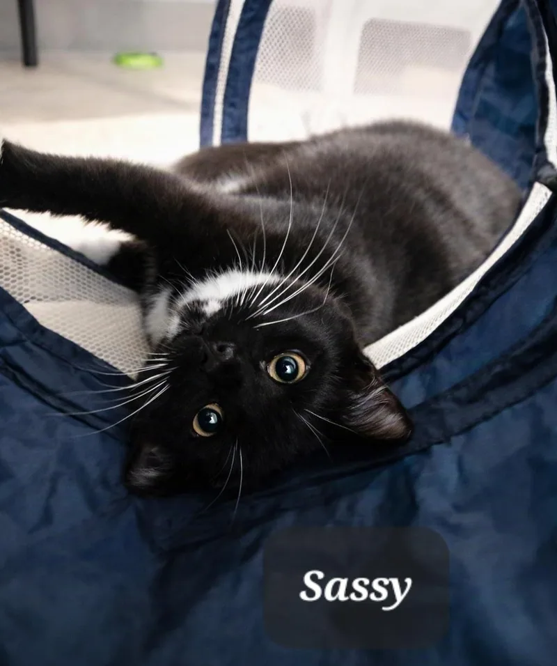 A baby small-sized female Black & White / Tuxedo Domestic Short Hair cat named Sassy for adoption in Morganton, NC