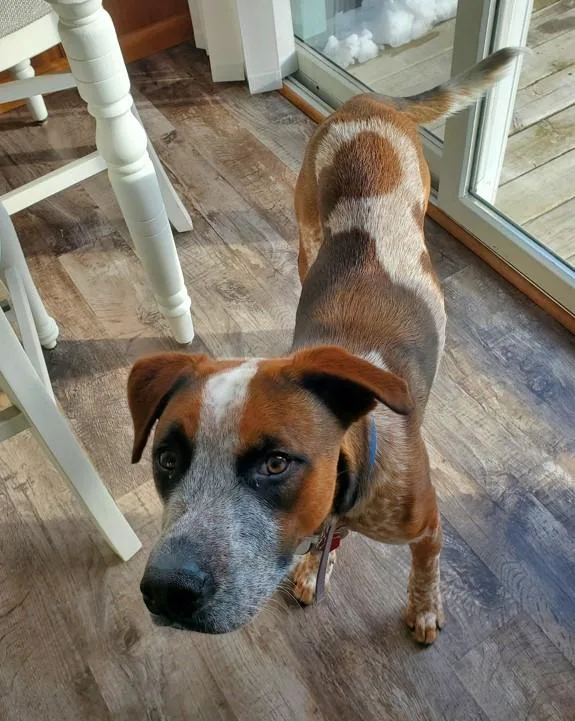 Emmett  D Litter thumbnail 2