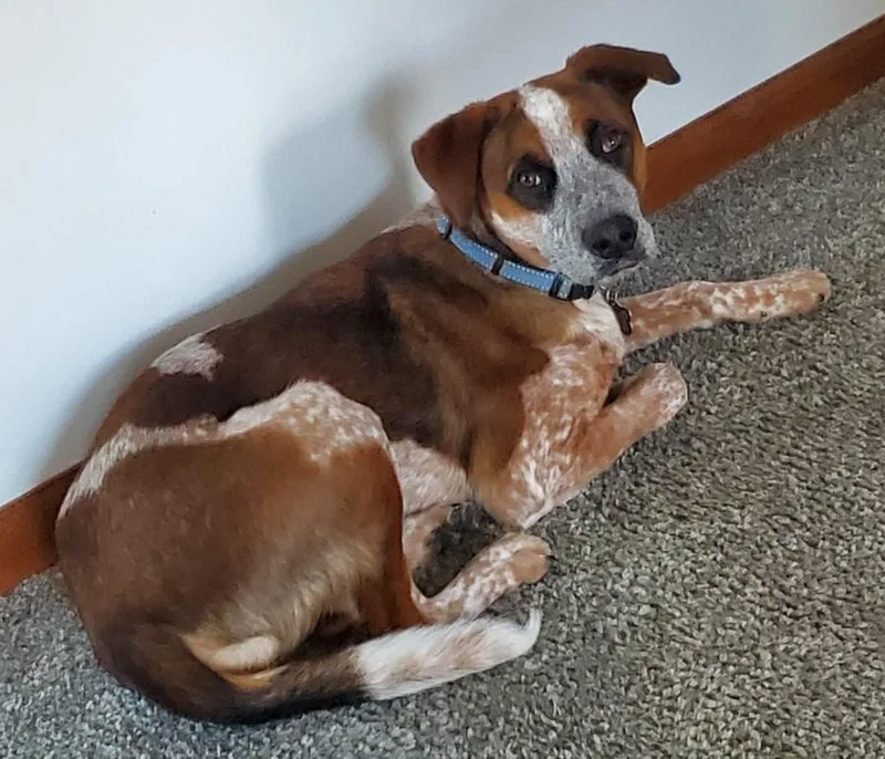 Emmett  D Litter thumbnail 3