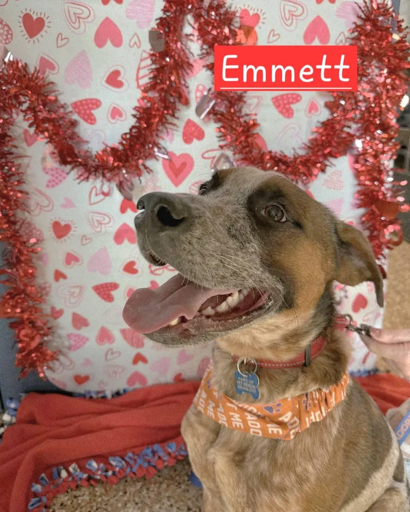 Emmett  D Litter