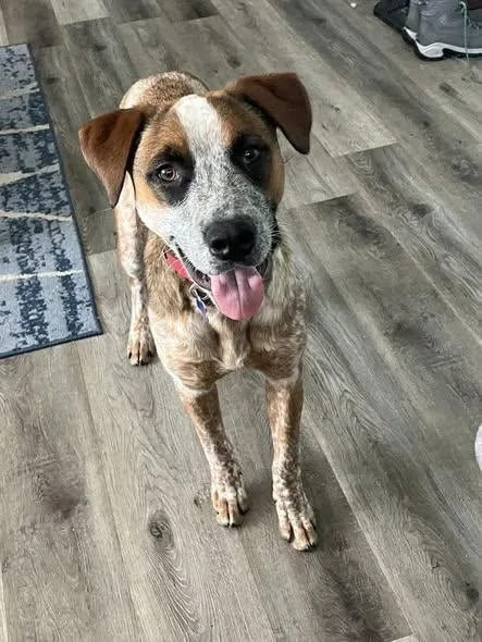 Emmett  D Litter thumbnail 4