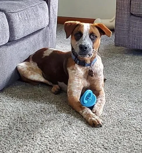 Emmett  D Litter thumbnail 5