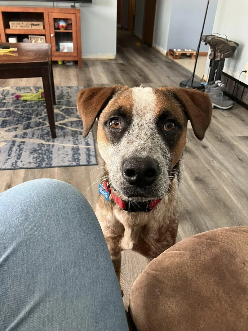 Emmett  D Litter thumbnail 6