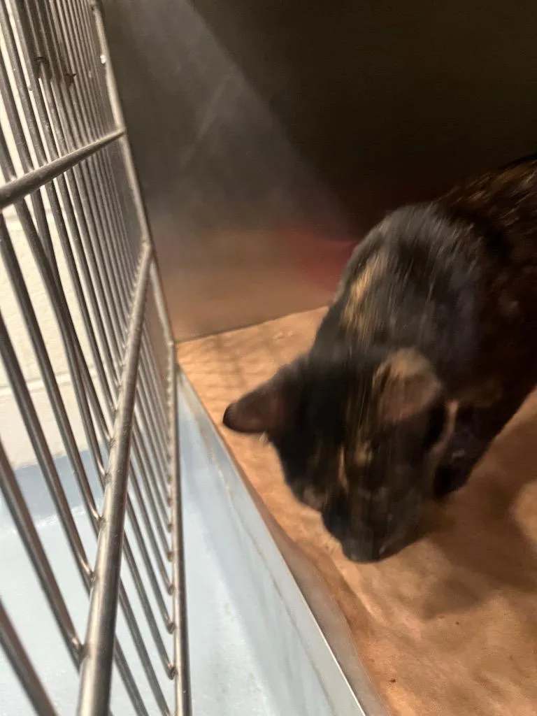 A young large-sized female Domestic Short Hair cat named Gia for adoption in Cartersville , GA