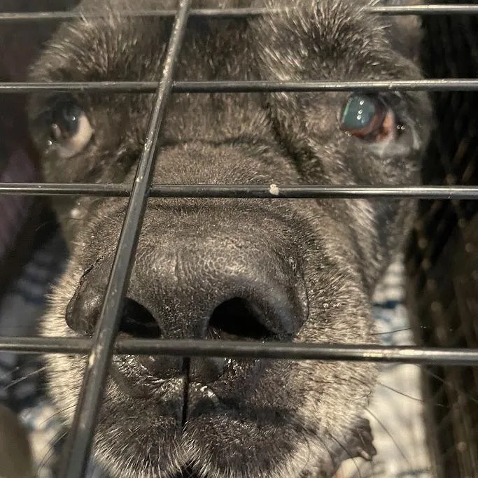 A senior extra large-sized male Cane Corso dog named Hansel for adoption in Port Charlotte, FL