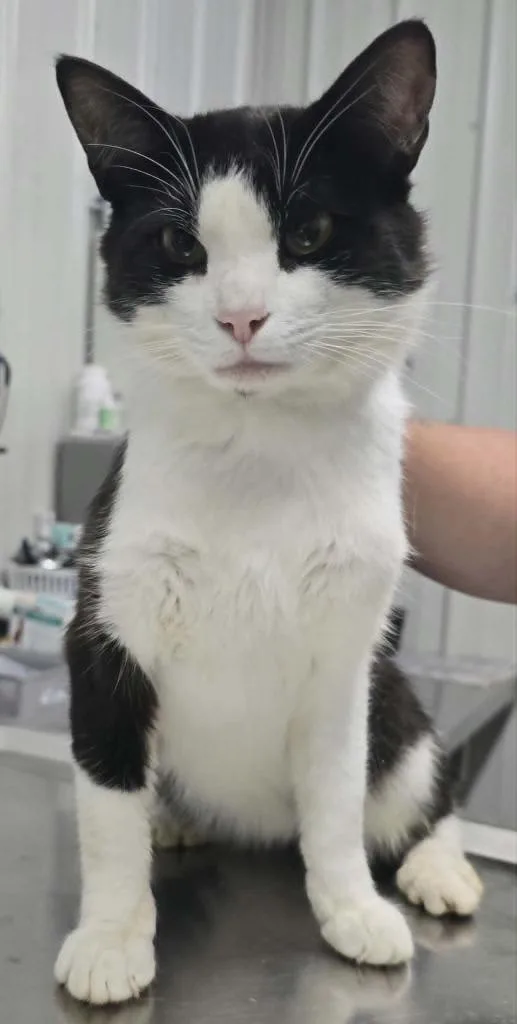 A young large-sized male Domestic Short Hair cat named Whiskers for adoption in Hillsdale, IN