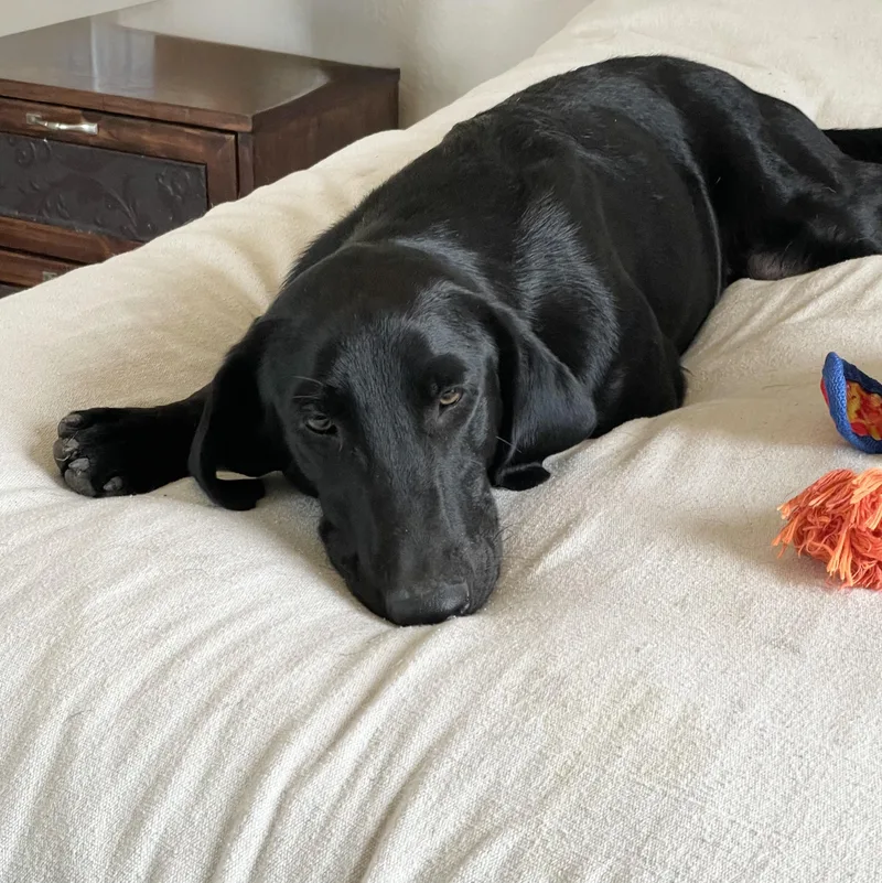 A young medium-sized male Black Labrador Retriever dog named Big Baby Boyer for adoption in Burlington, NC