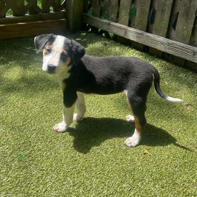 A baby medium-sized female Black Mixed Breed dog named Meg for adoption in Hampton Bays, NY