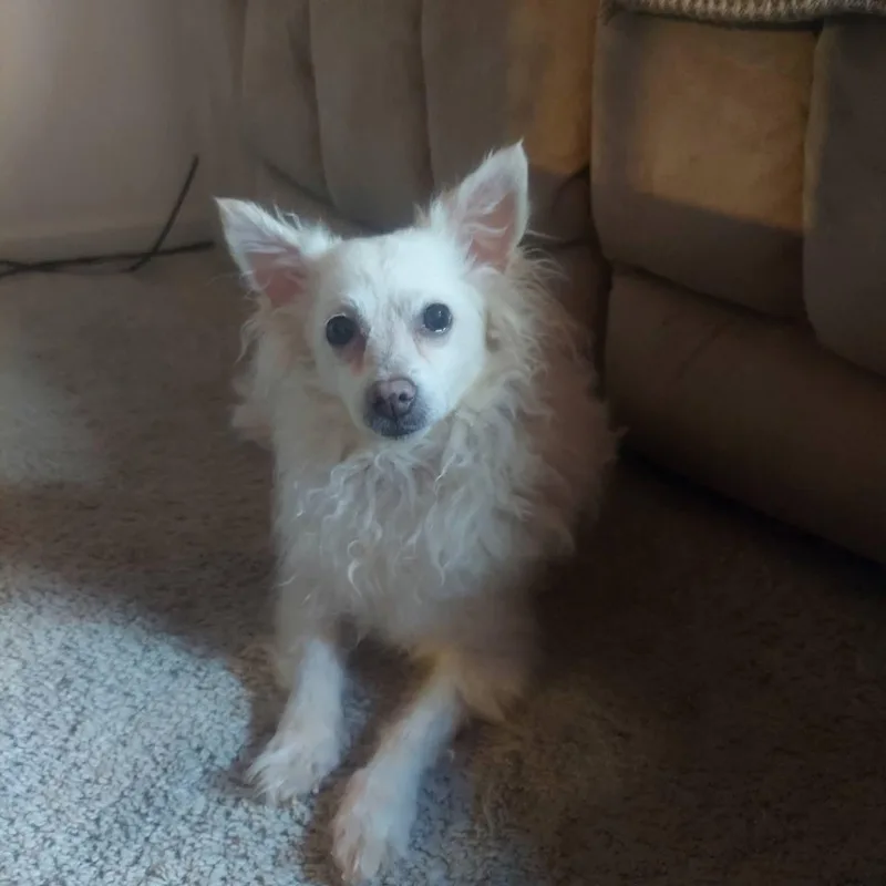 A senior small-sized female White / Cream Chihuahua dog named Paloma for adoption in Lexington, KY