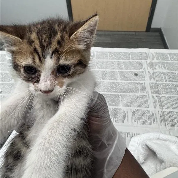 A baby small-sized female Brown / Chocolate Domestic Short Hair cat named Bacon for adoption in Jacksonville, FL