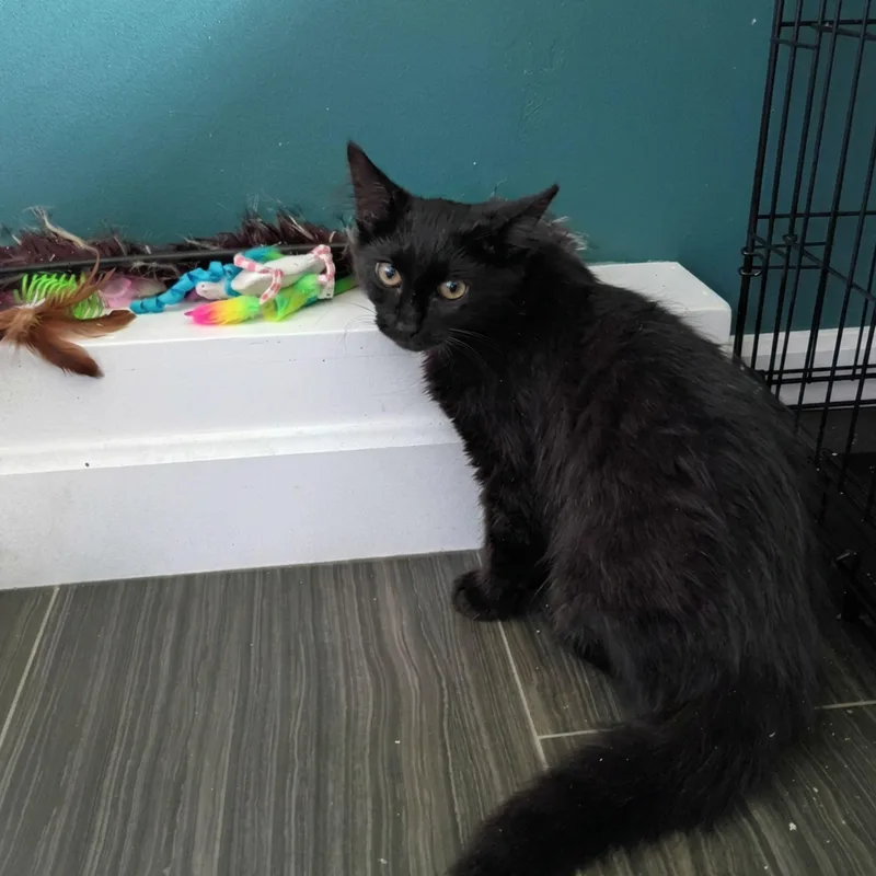 A baby medium-sized male Black Domestic Long Hair cat named Sable for adoption in Wheaton, IL