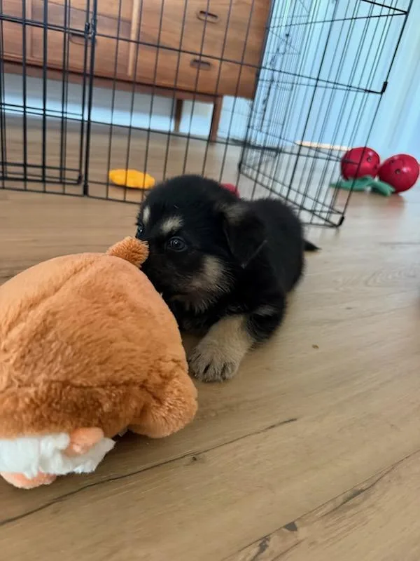 A baby medium-sized male German Shepherd Dog dog named Rainer for adoption in Escondido, CA
