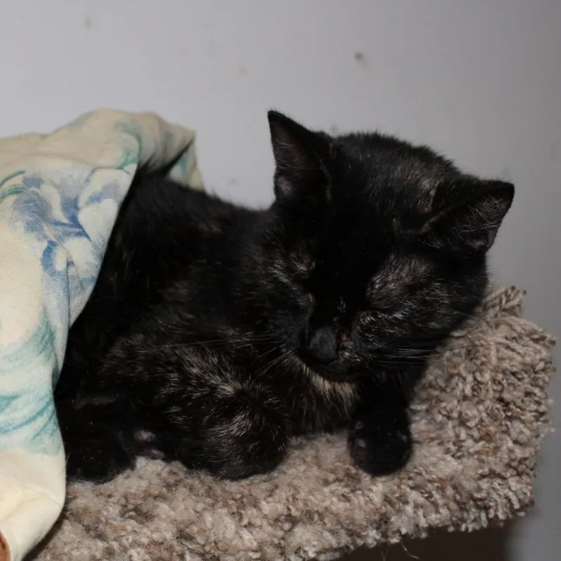 A young medium-sized female Tortoiseshell cat named Rue for adoption in Billings, MT