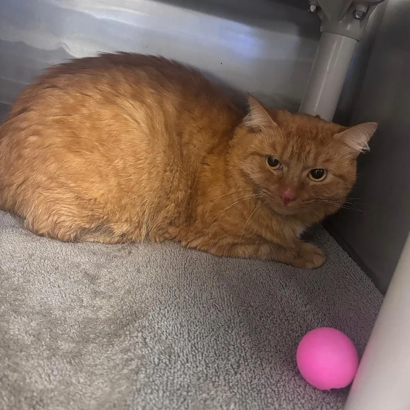 A young medium-sized male Domestic Medium Hair cat named Red for adoption in Indianapolis, IN