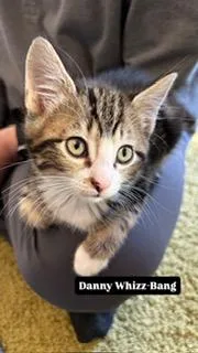 A baby medium-sized male Brown / Chocolate Domestic Short Hair cat named Danny WhizzBang for adoption in Portland, OR