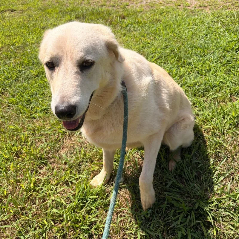 An adult large-sized female White / Cream Akbash dog named Blanca for adoption in Franklin, NC