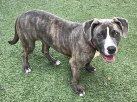 A young medium-sized female American Staffordshire Terrier dog named Winnie for adoption in Van Nuys, CA