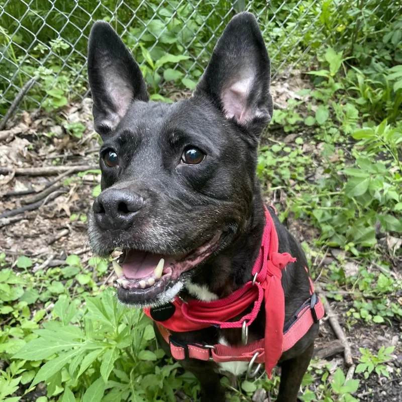 An adult medium-sized female Black Labrador Retriever dog named Kookie for adoption in Fort Wayne, IN