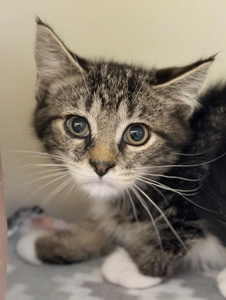 A baby medium-sized male Domestic Short Hair cat named Brooks for adoption in Menomonie, WI