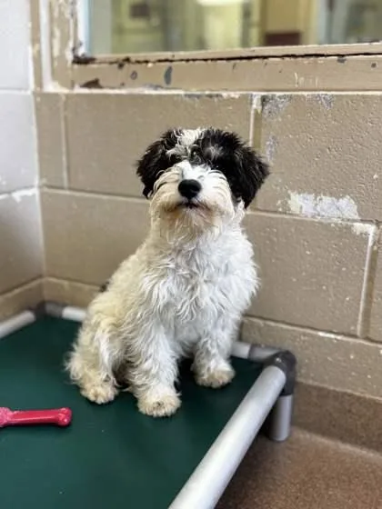 An adult small-sized male Schnauzer dog named Cookie for adoption in Kalispell, MT