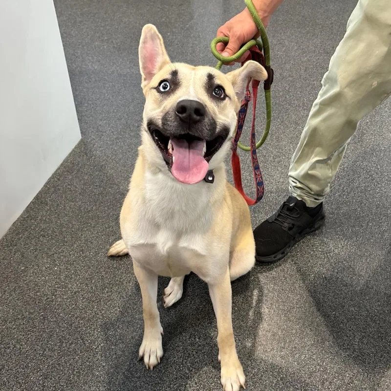 A young medium-sized female Yellow / Tan / Blond / Fawn Mixed Breed dog named Freya for adoption in Allentown, PA