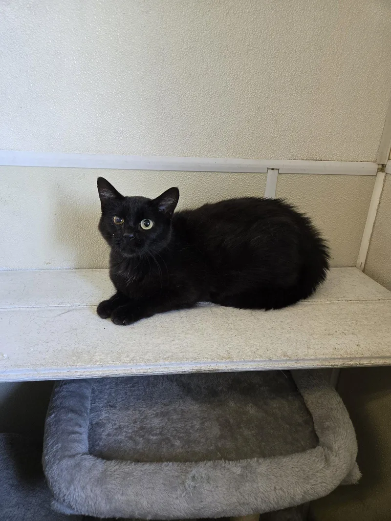 An adult medium-sized female Domestic Short Hair cat named Broomy for adoption in Maquoketa, IA