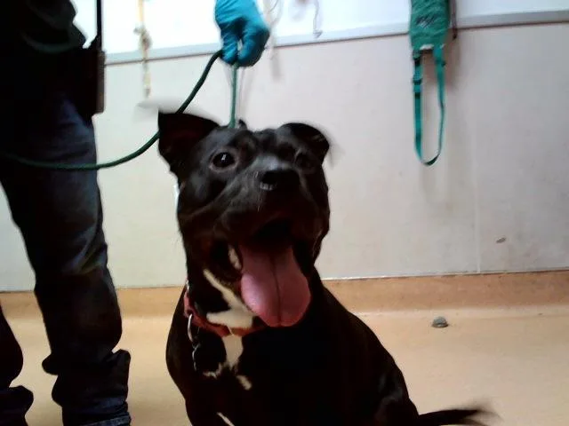 An adult large-sized male Pit Bull Terrier dog named Anubis for adoption in Martinez, CA