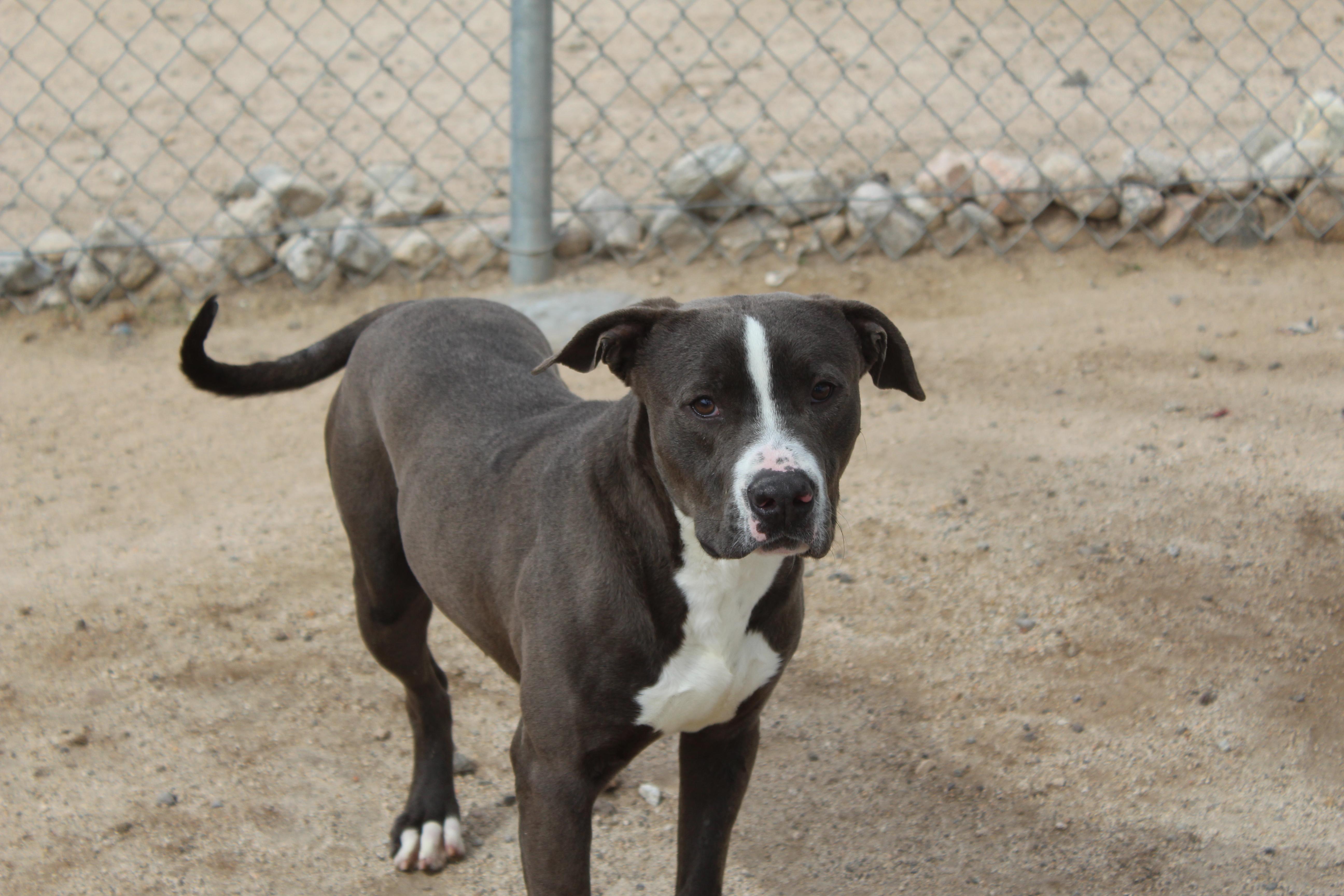 A young medium-sized male Pit Bull Terrier dog named Smokey for adoption in Yucca Valley, CA