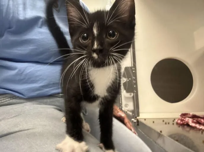 A baby medium-sized male Black & White / Tuxedo Domestic Short Hair cat named Kielbasa for adoption in Hilton Head Island, SC