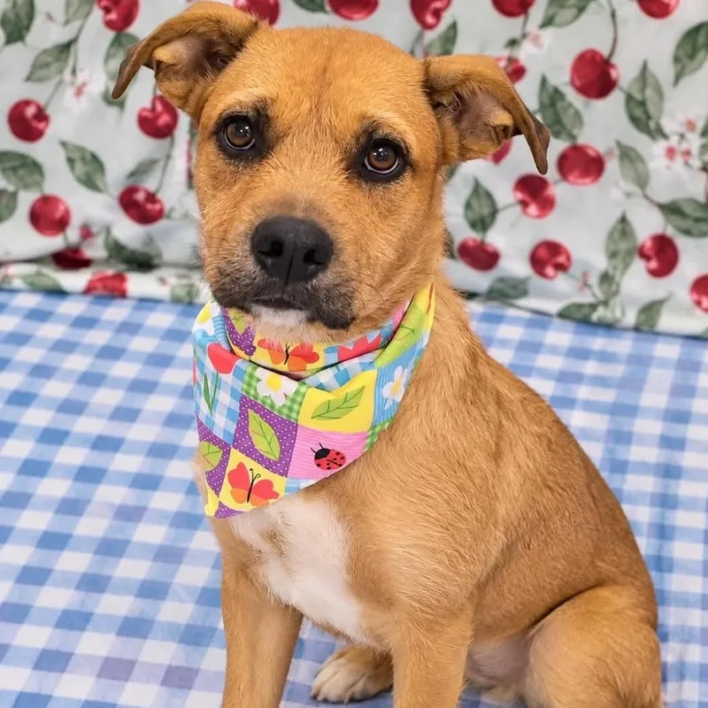 An adult medium-sized female Airedale Terrier dog named Mazie for adoption in Enterprise, AL