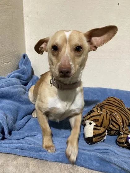 An adult small-sized male Mixed Breed dog named Yoda for adoption in New Orleans, LA