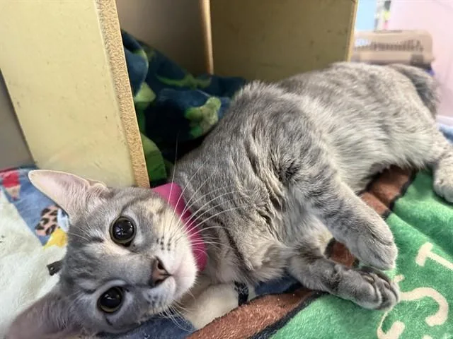 A young small-sized female Domestic Short Hair cat named Macy for adoption in Saint Louis, MO
