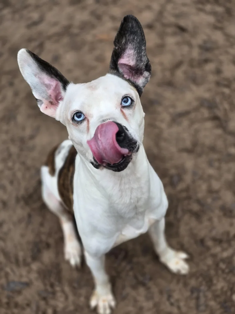 An adult medium-sized male Brindle Pit Bull Terrier dog named Bowie for adoption in Magnolia, TX