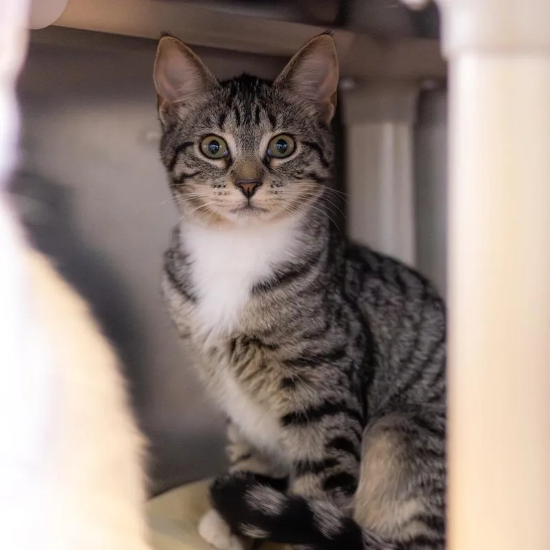 A baby small-sized female Brown / Chocolate Domestic Short Hair cat named Kiera for adoption in Wilmington, DE